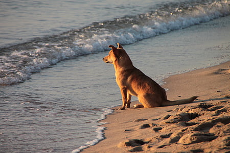tan dog sitting on seashore thumbnail