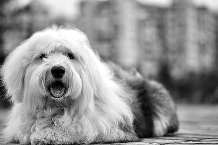 grayscale photography of dog laying on floor thumbnail