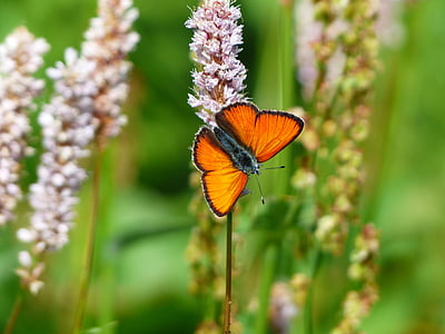 selective focus photo of orange butterfly on pink petaled flower thumbnail