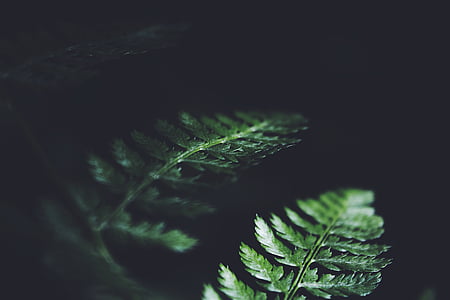close up photo of green leaves thumbnail