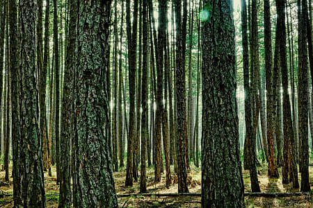 green forest under clear sky thumbnail
