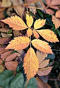 Autumn, Leaf Of Spireastrauches thumbnail