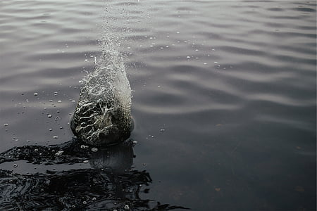 splash of water in close-up photography at daytime thumbnail