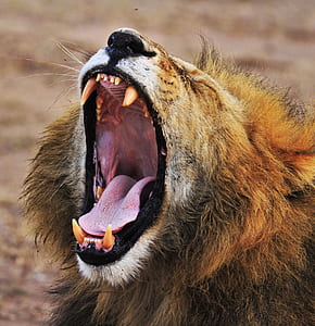 brown lion yawning during daytime thumbnail