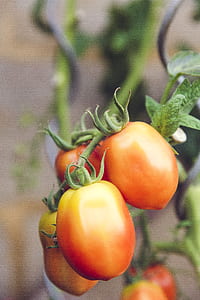red tomatoes thumbnail