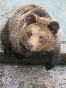 brown grizzly bear on concrete surface thumbnail