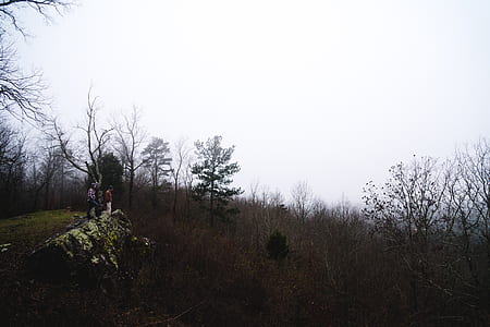 leafless trees thumbnail