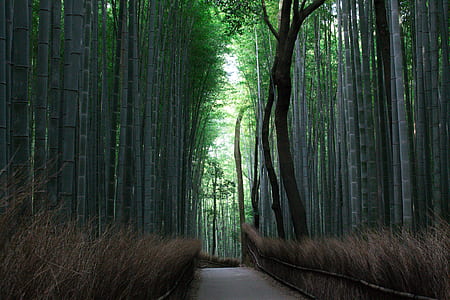 pathway between bamboo tree thumbnail