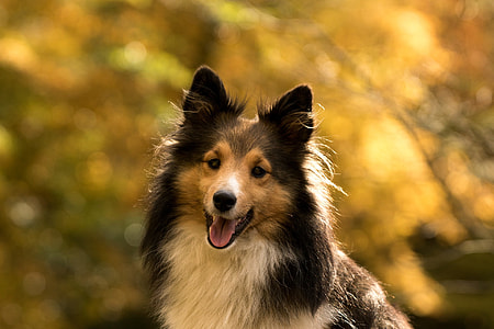 shallow focus photography of adult brown and black rough collie thumbnail