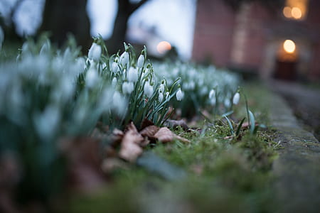 shallow focus photo of white flowers thumbnail