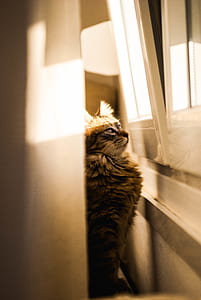 long-fur brown cat near the window in the room thumbnail