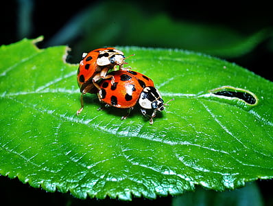 closeup photo of two ladybugs perch on ovate leaf thumbnail