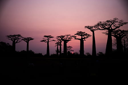 silhouette of tree on field thumbnail