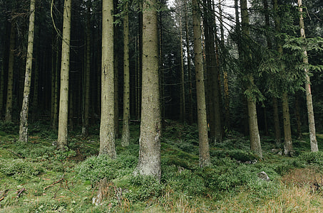 In the forest thumbnail