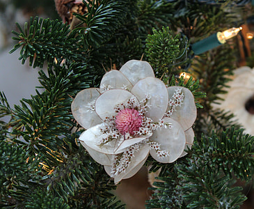 close-up photo of white petaled flower thumbnail