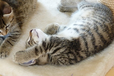 silver and white kitten lying on white towel thumbnail
