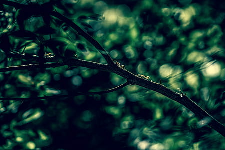 Brown Branch With Green Leaves thumbnail