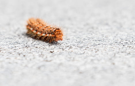 brown caterpillar thumbnail