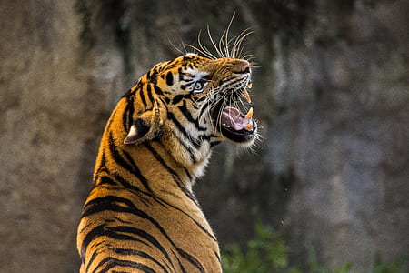 selective focus photography of bengal tiger thumbnail