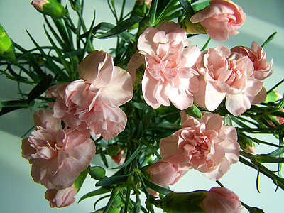 Carnation Bouquet, Pink Flower thumbnail