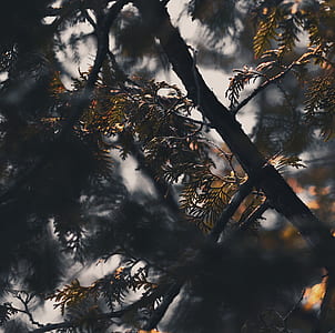 shallow focus photography of tree thumbnail