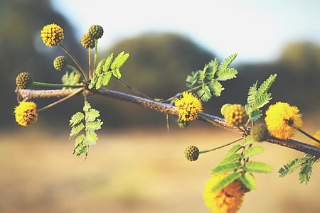 Yellow Ball Tree Flowers in Closeup Photo thumbnail
