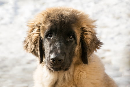long-coated fawn and black puppy thumbnail