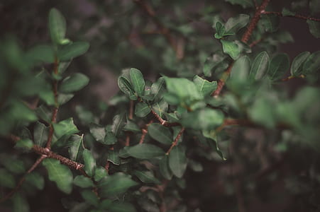 green plants thumbnail