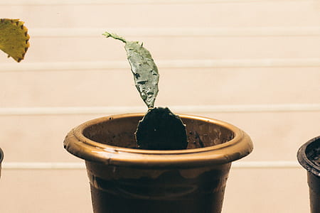 green cactus plant on brown pot thumbnail