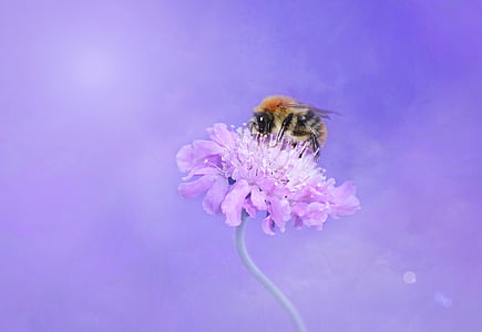 honeybee pollinating on purple petaled flower thumbnail