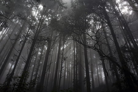 low angle view of forest in grayscale photo thumbnail