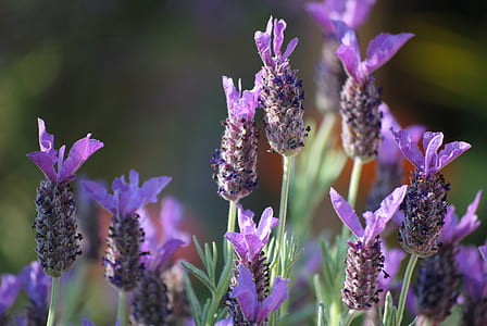 purple petaled flowers in selective focus photography thumbnail