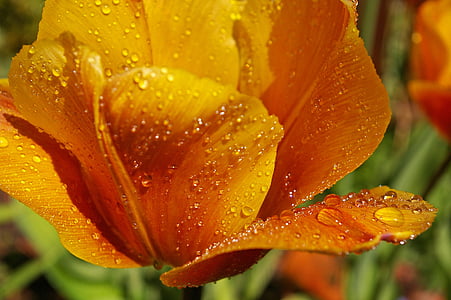 orange petaled flowers with water dew during daytime thumbnail