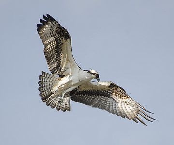 white and black eagle thumbnail