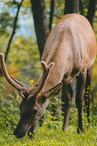focus photography of buck deer thumbnail
