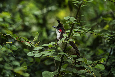 selective focus photography of black and brown bird perching on green leaf tree twig during daytime thumbnail