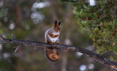 brown animal on top of tree branch during daytime thumbnail