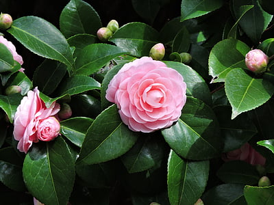 closeup photography of pink petaled flower thumbnail