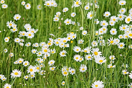 white daisies in bloom thumbnail