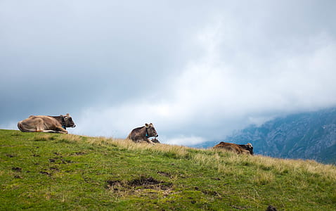 group of cattle on grass field thumbnail