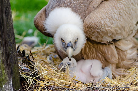 brown vulture and baby on nest thumbnail