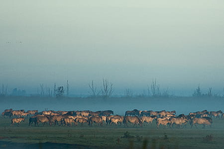 brown horses during daytime thumbnail