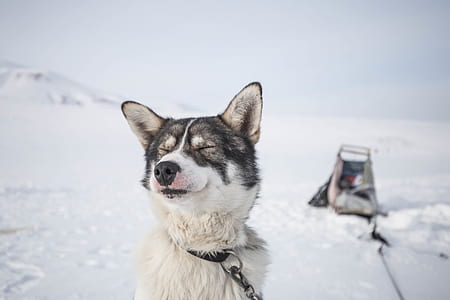 closeup photo of sable and white Siberian husky with leash on snow field thumbnail