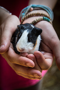 person holding black and white guinea pig thumbnail