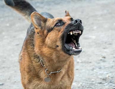barking German Shepherd thumbnail