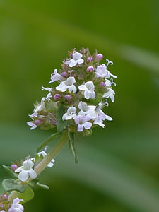 macro photography of purple and white flowers thumbnail