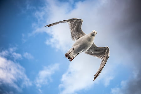 low angle view of flying eagle thumbnail