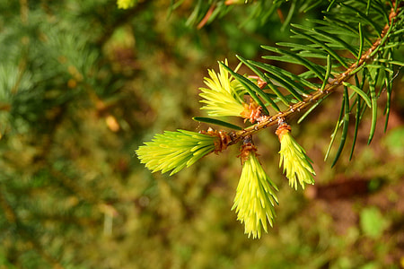 Spruce, Branch Of Spruce thumbnail