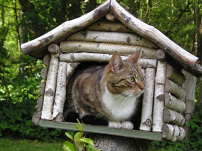 brown tabby cat inside cage thumbnail