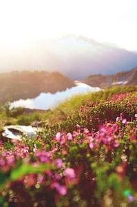 bed of flower in distant of body of water near mountain thumbnail